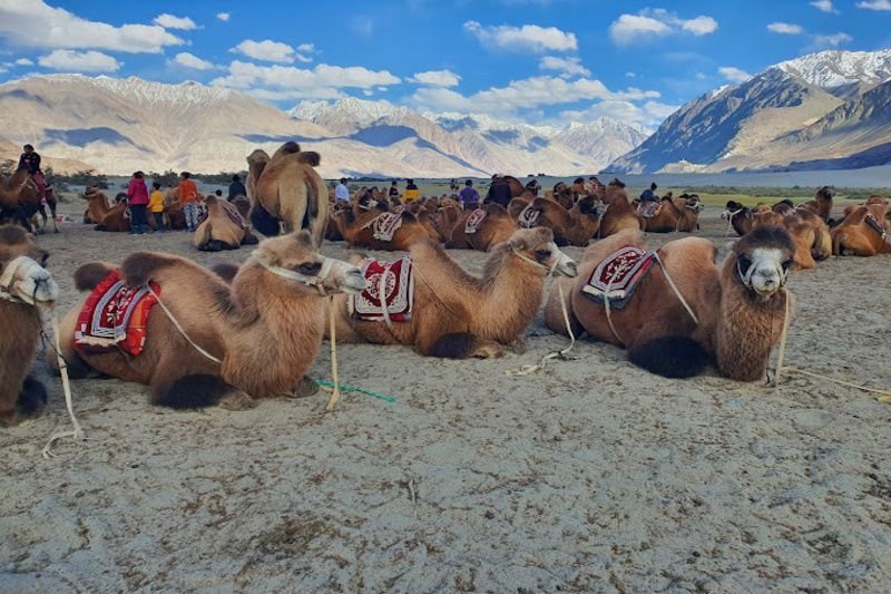 Double Hump Camel