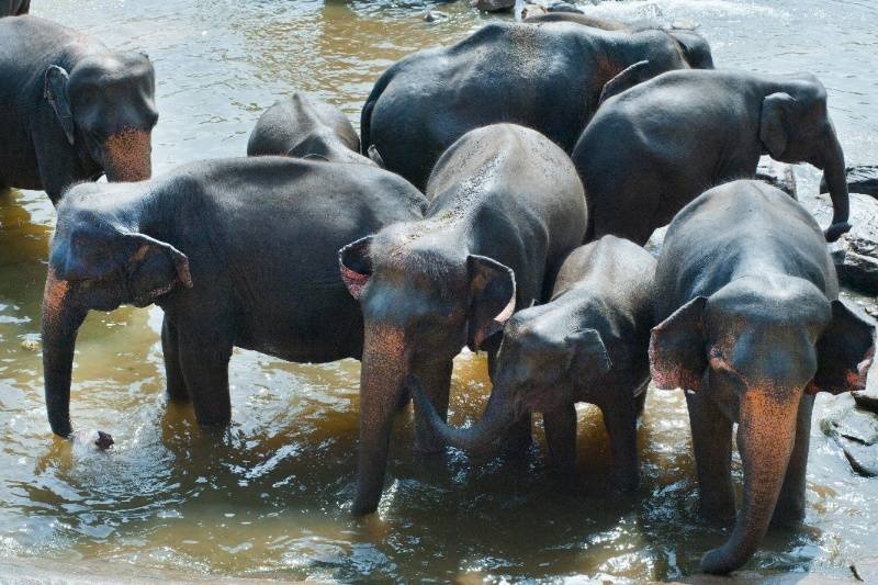 Pinnawala Elephant Orphanage