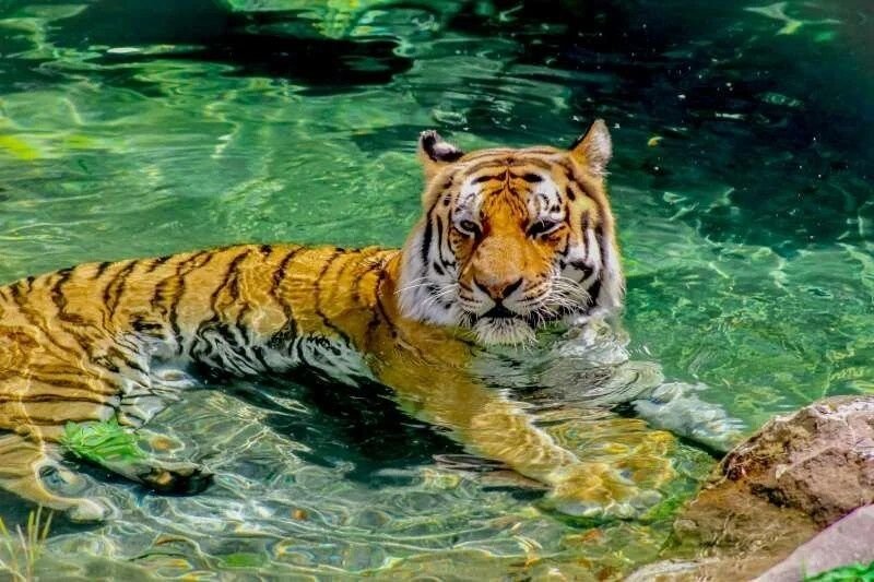 Tiger Topiaco